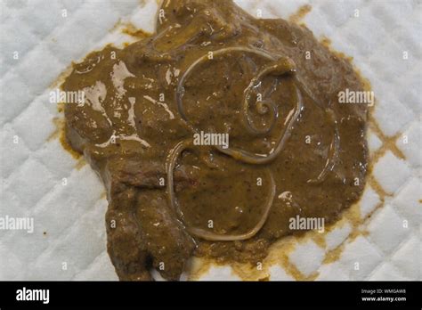 Cat Feces Hi Res Stock Photography And Images Alamy