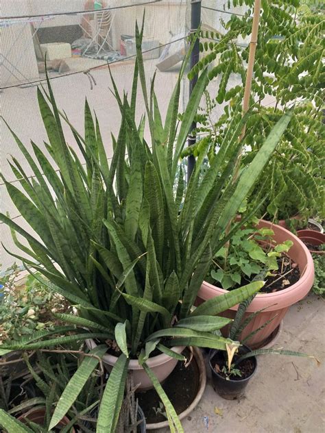 Big Snake Plant For Sale Qatar Living