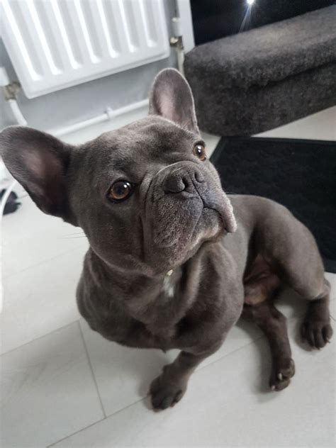 French bulldogs end up in rescue centers for all kinds of reasons. blue french bulldog | Manchester, Greater Manchester ...