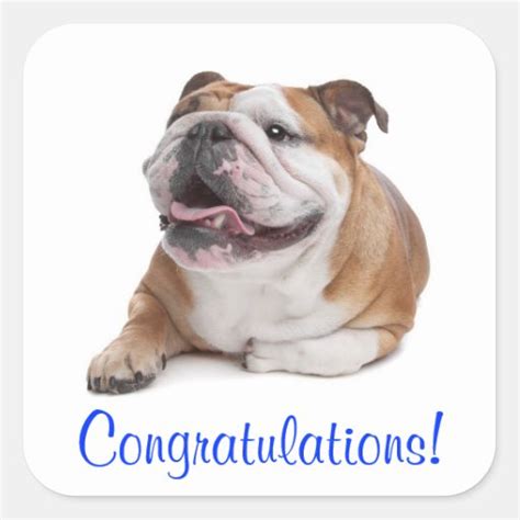 Congratulations Happy Bulldog Puppy Dog Sticker Zazzle