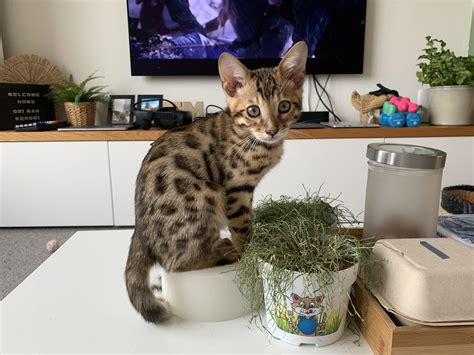 Im Proud To Introduce You To My Marbled Blue Eyed Bengal Boi John