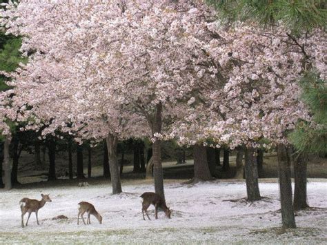 Winter Flowering Cherry Blossom Cherry Blossom Japan Cherry Blossom