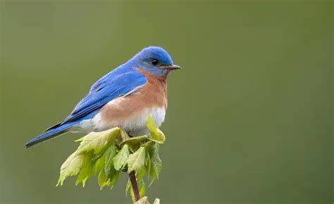 Eastern Bluebird Facts Size Diet Pictures All Animal Facts