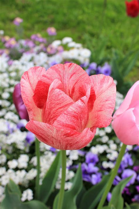 Free Images Blossom Flower Petal Bloom Tulip Botany Pink Flora