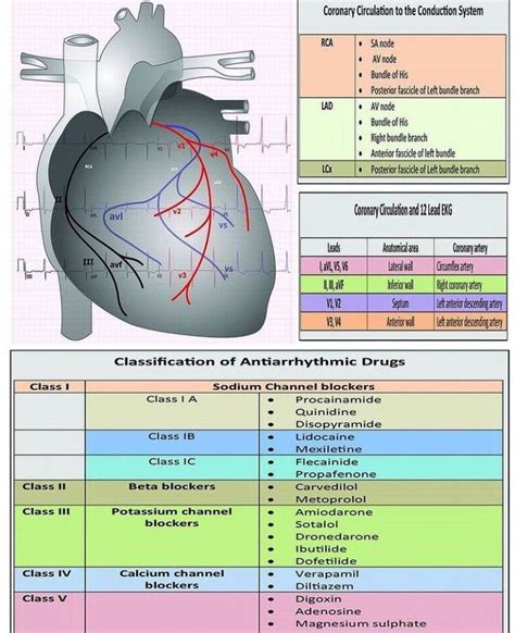 Classification Of Antiarrhythmic Drugs Medizzy