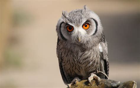 Fondos De Pantalla Animales Fauna Silvestre Ave De Rapiña Pico