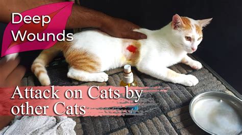 Treating Deep Wounds In Domestic Cats Youtube