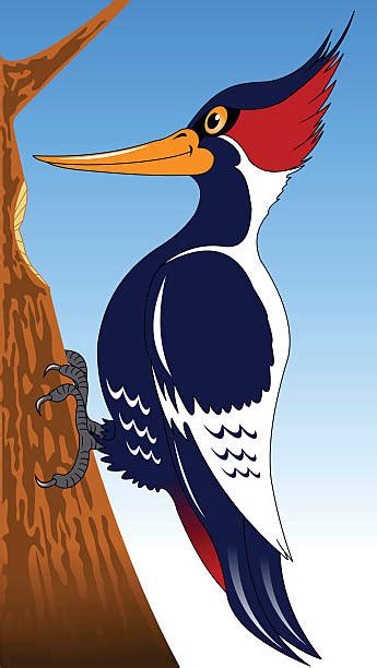 Woodpecker Clip Art Vector Images And Illustrations Istock