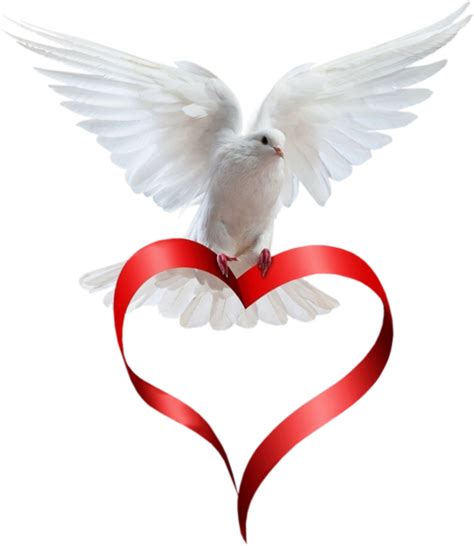 Dove Beautiful Love Images Love You Images Beautiful Birds Dove