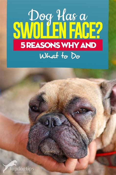 My Dog Has Swollen Face 7 Reasons Why And What You Must Do