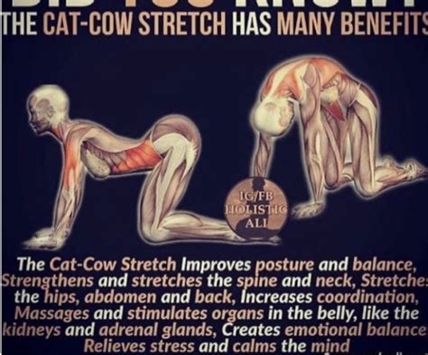 Cat Cow Cat And Cow Youtube Heres A Look At Why This Posekshamica Md Mph On Instagram