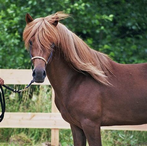 aegidienberger horse breed information history  pictures