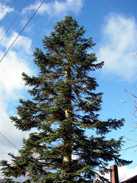 Noble Fir Native Conifer Trees Burnt Ridge Nursery