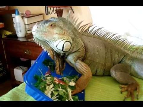 Colors range from green, red, blue the green iguana is the most common type of iguana being sold today. Big green iguana devoring eating some salad - YouTube