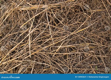 Dry Grass Heap Of Straw Stock Image Image Of Gold Pattern 128903641