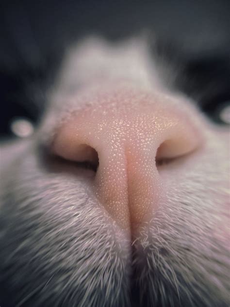 93 close ups of cat noses to make your day