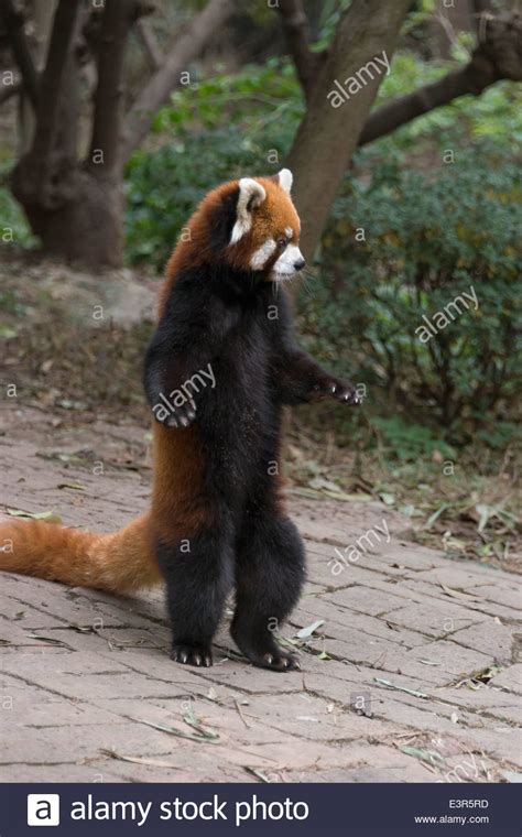 Red Panda Standing On Its Hind Legs Panda Research Base
