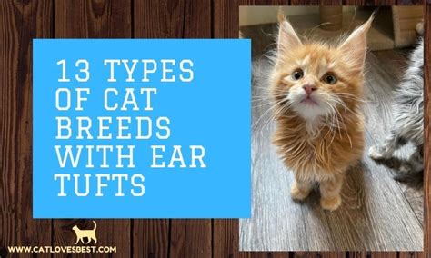 13 Types Of Cat Breeds With Ear Tufts With Pictures