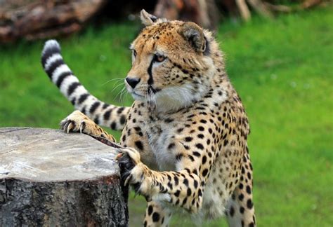 Cheetah Claws By Klaus Wiese On 500px Big Cats Mammals Animals