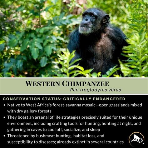 Western Chimpanzee Pan Troglodytes Verus New England Primate Conservancy