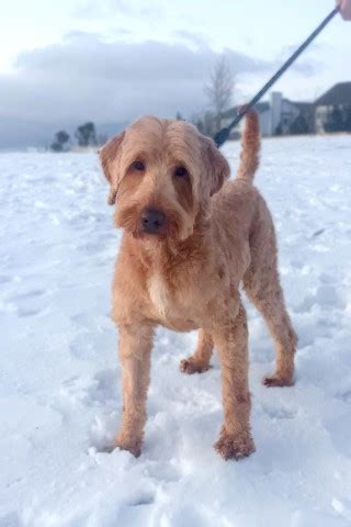 See more of goldendoodle puppies in colorado on facebook. Shining Star doodles, Goldendoodle Stud in Colorado ...