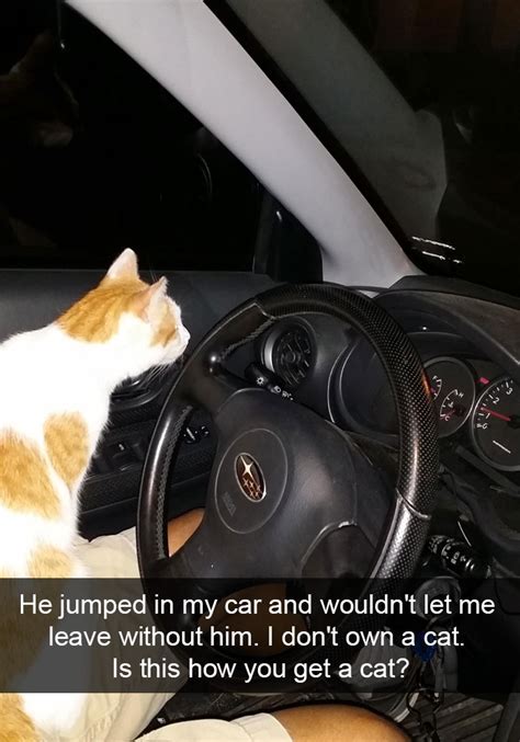 10 Hilarious Cat Snapchats That You Need To See Right Meow Bored Panda