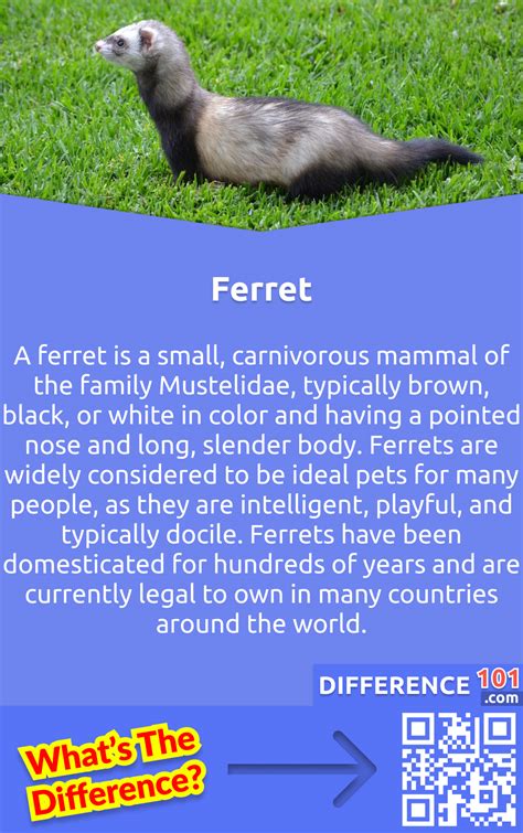 Weasel Vs Ferret Key Differences Pros And Cons Similarities