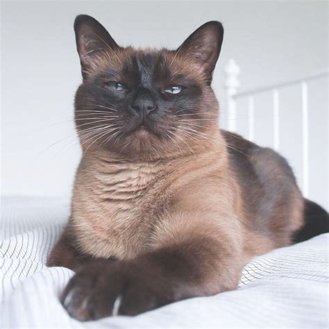 Chocolate Brown Cat Breeds Pets Lovers