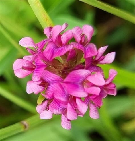 Lydenburg Wild Clover Variety Trifolium Africanum Lydenburgense · Inaturalist