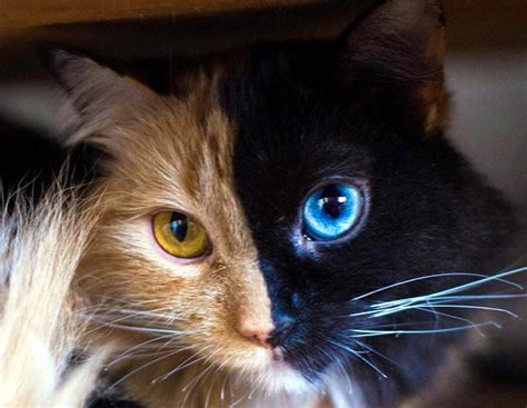 Gatos Com Olhos De Duas Cores Lar Doce Lar