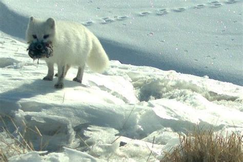 Bbc Earth News In Pictures Arctic Foxes Go The Distance