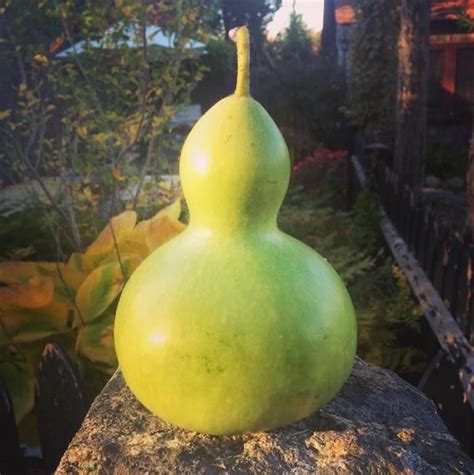 12 Festive Gourds That Are Basically Just Sex Toys