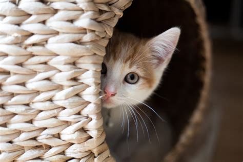 (if you have any questions. My cat meows at night: why and what to do? | zooplus Magazine