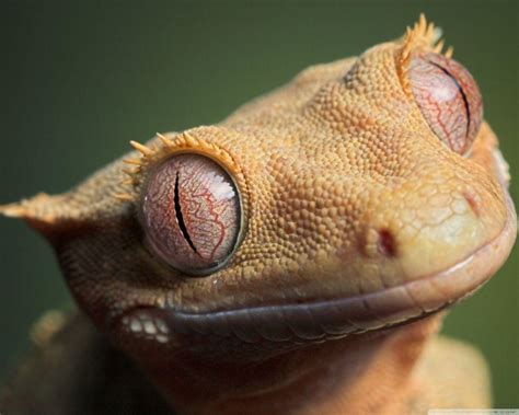 Crested Gecko Wallpapers Wallpaper Cave
