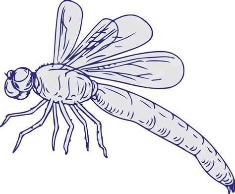 Dragonfly Flying Drawing Side Ink Dragonfly Wing Vector Ink Dragonfly
