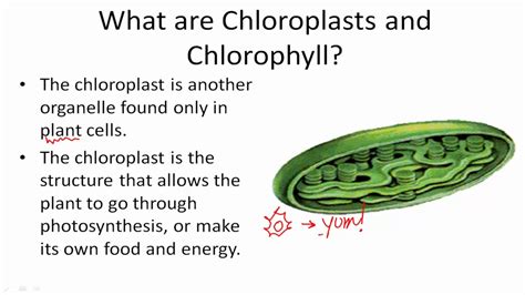 Functions Of Chloroplasts And Chlorophyll Youtube