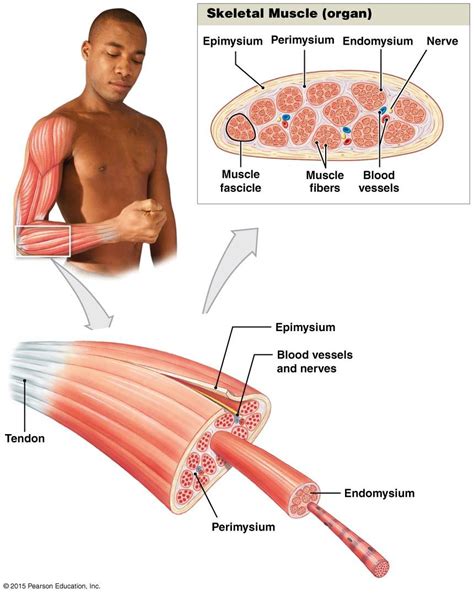 The Organization Of Skeletal Muscles Medical Anatomy Skeletal Muscle