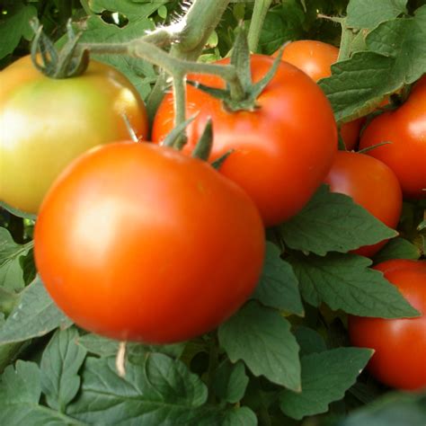 Early Girl Hybrid Tomato Seeds