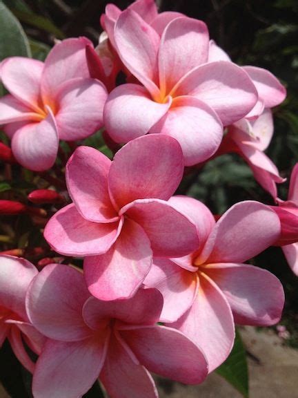 Thank you for the healthy plants, bonus seed, bonus cuttings and fast shipping! 23 best images about my plumeria on Pinterest | Gardens ...