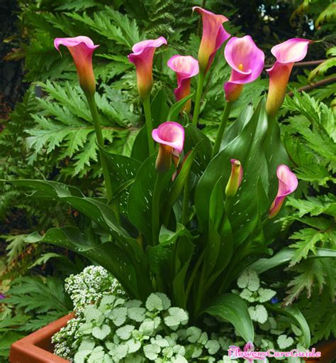 Instruction To Have Calla Lilies Grown In Containers Flower Lily Flower