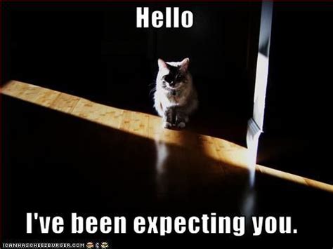 Hello Ive Been Expecting You Best Cat Memes Cat Memes Cats