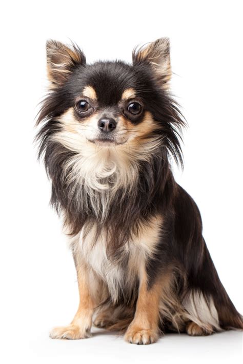 Chihuahua Original Size Pets Lovers