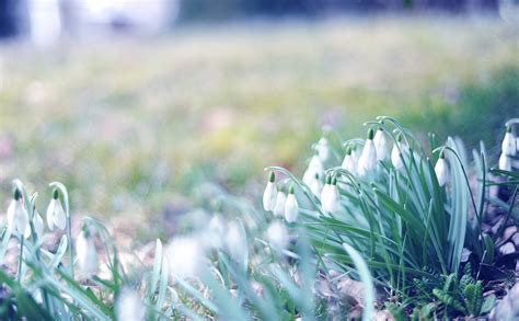 Hintergrundbilder Frühling Schneeglöckchen Gras Licht März