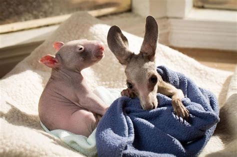 Famous Couple Kangaroo And Wombat Are Best Friends Freeyork