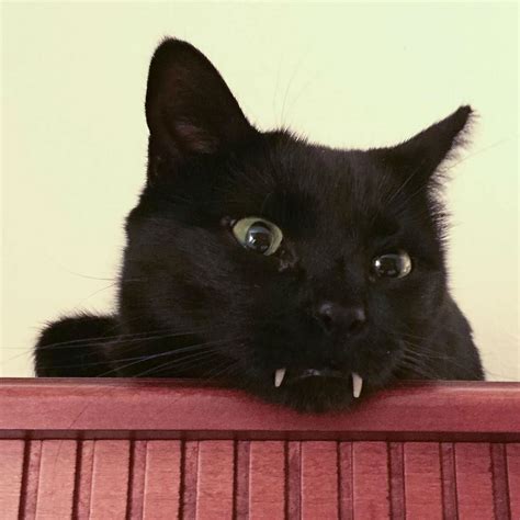 Meet Monk The Adorable Black Vampire Kitten