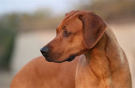 African Dog Breeds The Smart Dog Guide