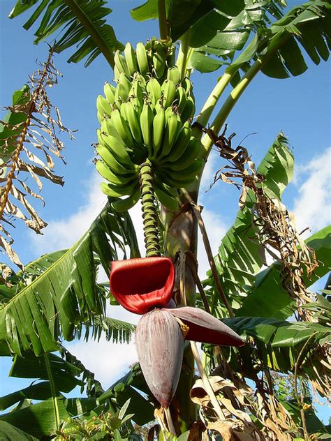 (redirected from banana tree) a banana is an edible fruit produced by several kinds of large herbaceous flowering plants in the genus musa.1 (in some countries. How to grow a banana tree - Belize Banana - Apple Bananas
