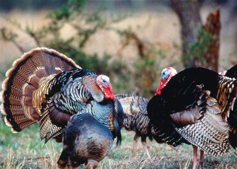 There are two extant turkey species: turkey, Bird, Wildlife, Thanksgiving, Nature Wallpapers HD ...