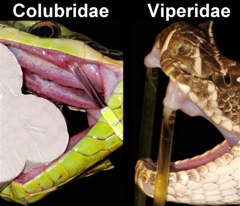 Snake Venom Composition And Variability Hubpages