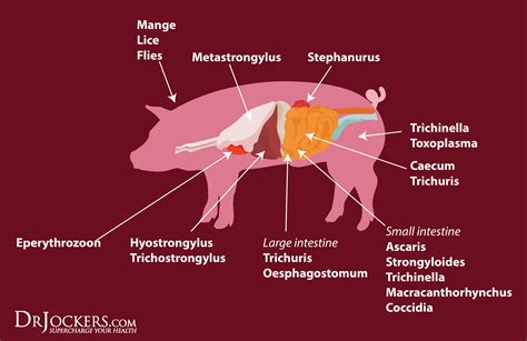 They are mammals and their meat is called pork. Why I Don't Eat Pig Meat - DrJockers.com